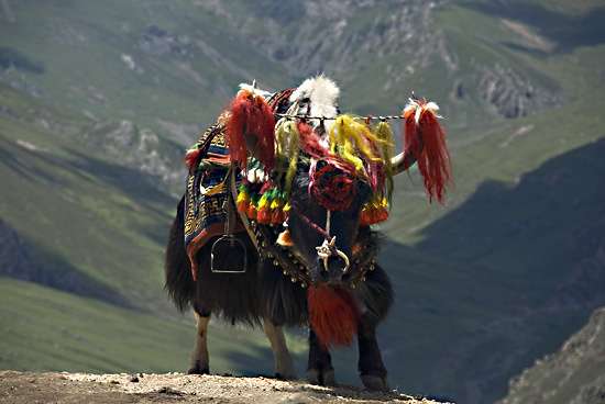 yak_bij_drak_yerpa